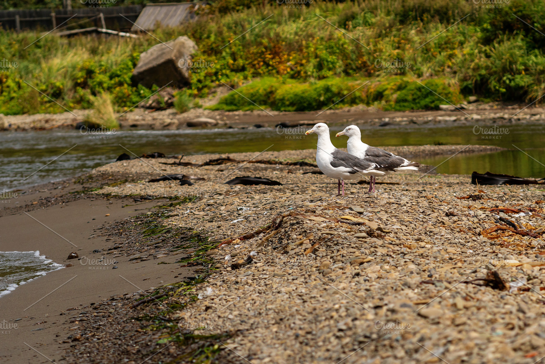 Seagulls standing on pebbled beach, an Animal Photo by Elena Vagengeim