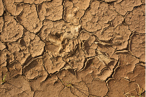 Cracked dry soil under sunlight, a Nature Photo by darksoul72