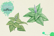 North American Herbs, a Food Illustration by Graphobia (Thumbnail 10 of 21)
