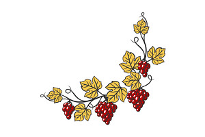 Frame Of Vine With Leaves And