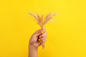 Woman’s hand with yellow nail polish holding a bunch of wheat, a Nature Photo by Ales Munt