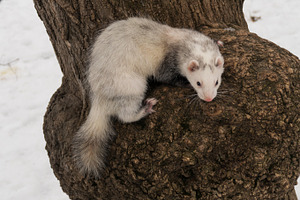 Ferret on a tree
