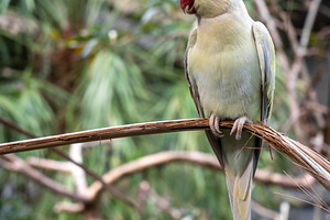Rose-ringed parakeet perched on a branch on Kangaroo Island, Aus, an Animal Photo by GoodGoods