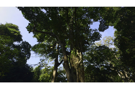 Beautiful trees in tropical park on, a Nature Photo by Media Whale Stock