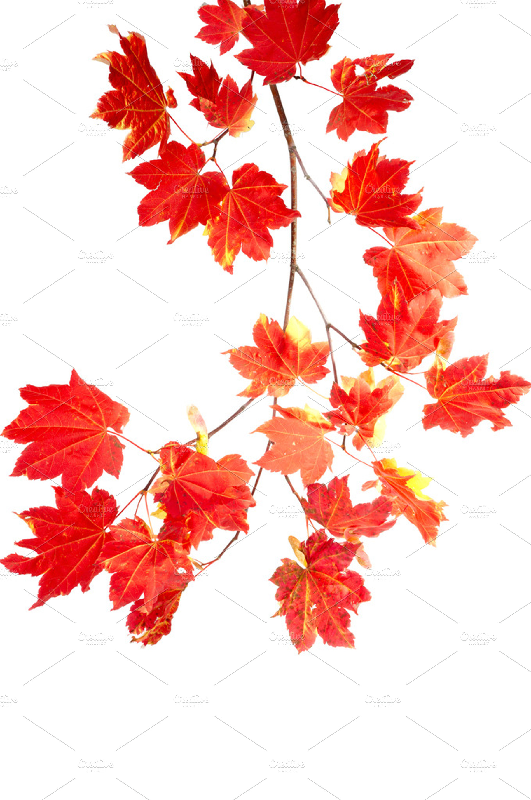 Colorful Fall Branch Of Leaves Featuring Fall Autumn And Leaf