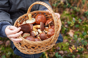 Child holding basket full of wild mushrooms in forest, a Food & Drink Photo by Olena Rudo
