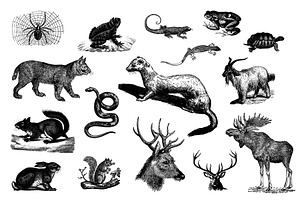 Animals Vector Vintage Illustrotions