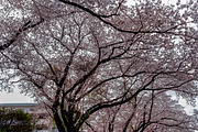 6 photos, Cherry Blossom gardens, a Nature Photo by Silent Nature (Thumbnail 5 of 6)