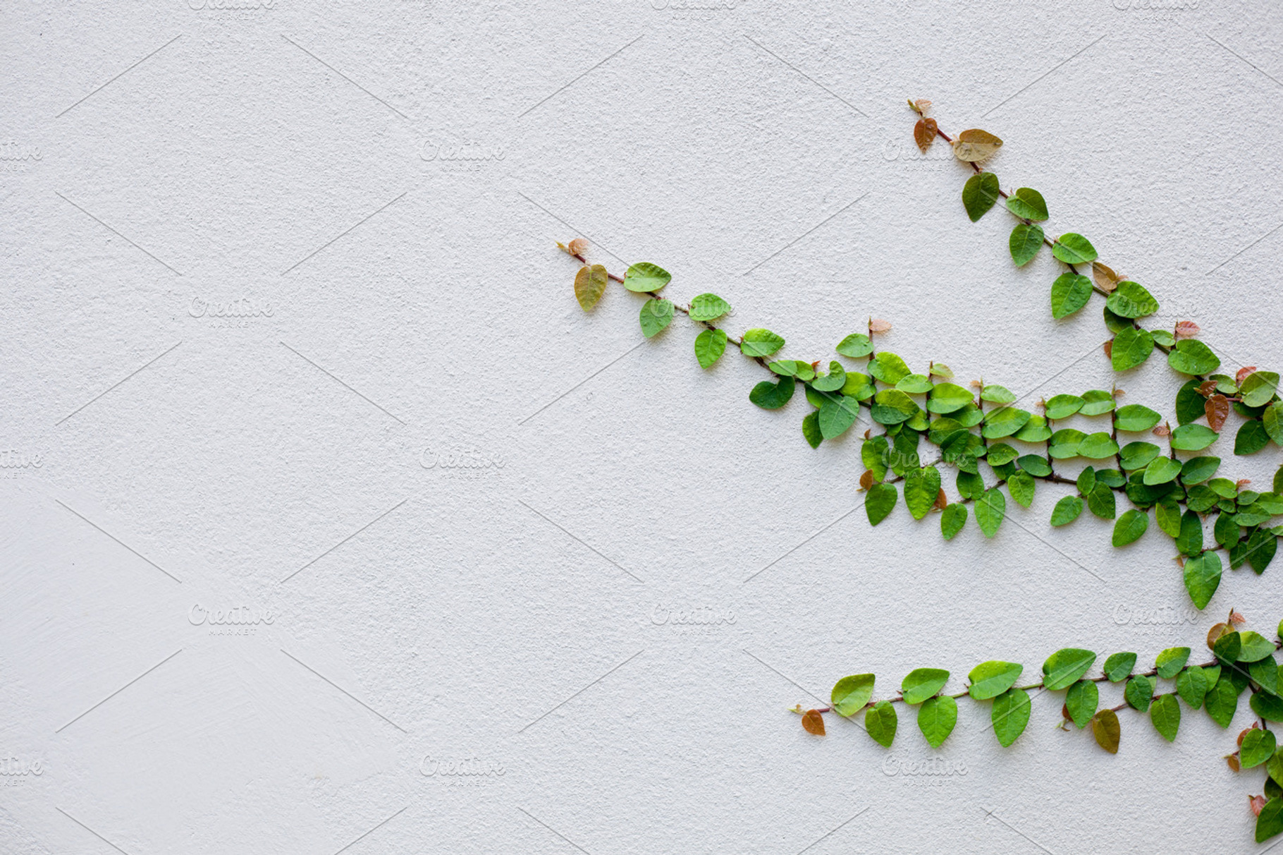 Leaves and old walls stock photo containing abstract and ancient, a Nature Photo by a454