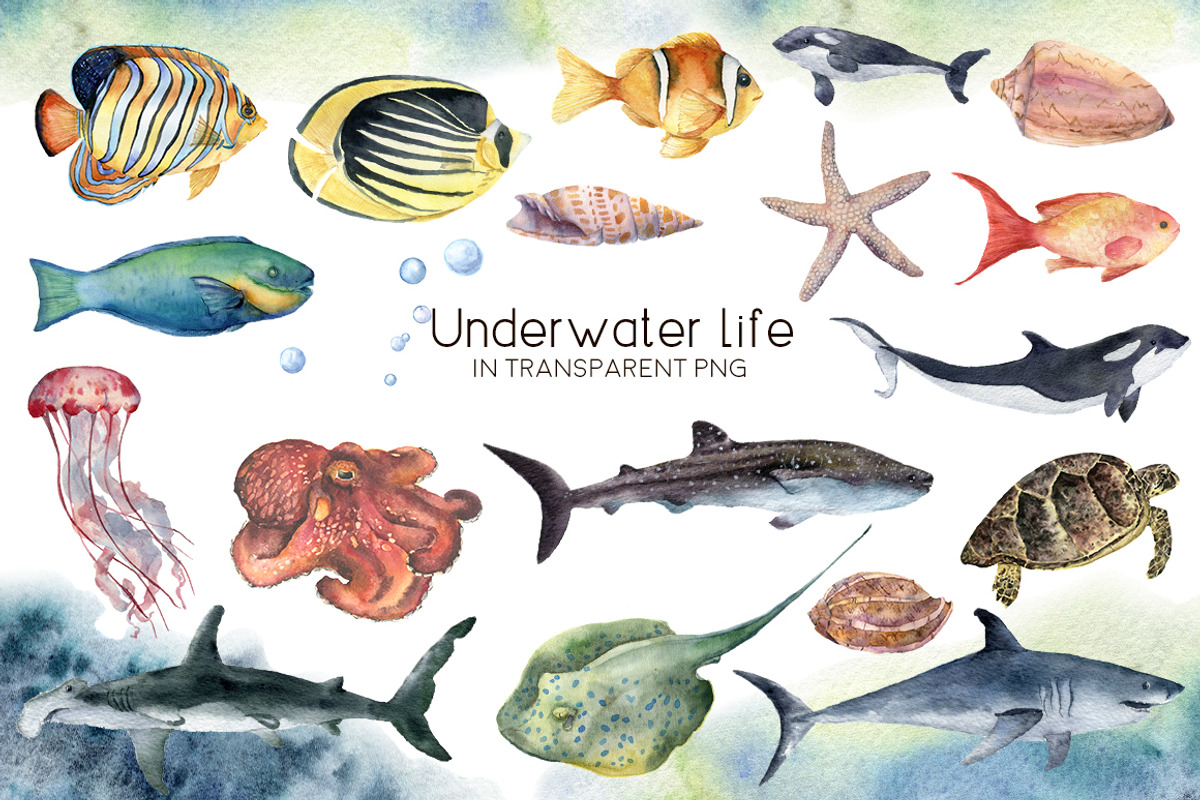 Underwater ocean watercolor clipart, an Animal Illustration by Yuliya Derbisheva (Photo 3 of 10)