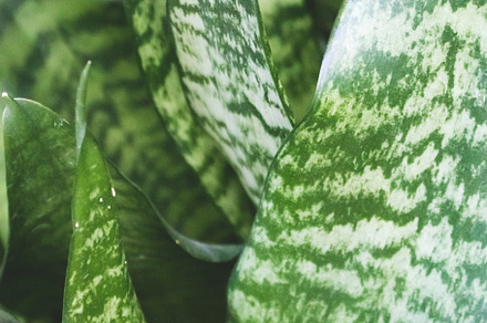 Sansevieria green leaves texture, a Nature Photo by rorygez fresh