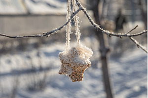 A bird feeder from brown seeds is on, a Nature Photo by Illustrations&photos