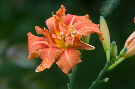 Blooming brick red daylilies, a Nature Photo by Alexander62