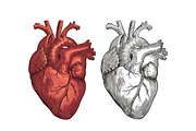 Vintage Human Heart Illustration, an Education Illustration by Kusumaillustration (Thumbnail 3 of 4)