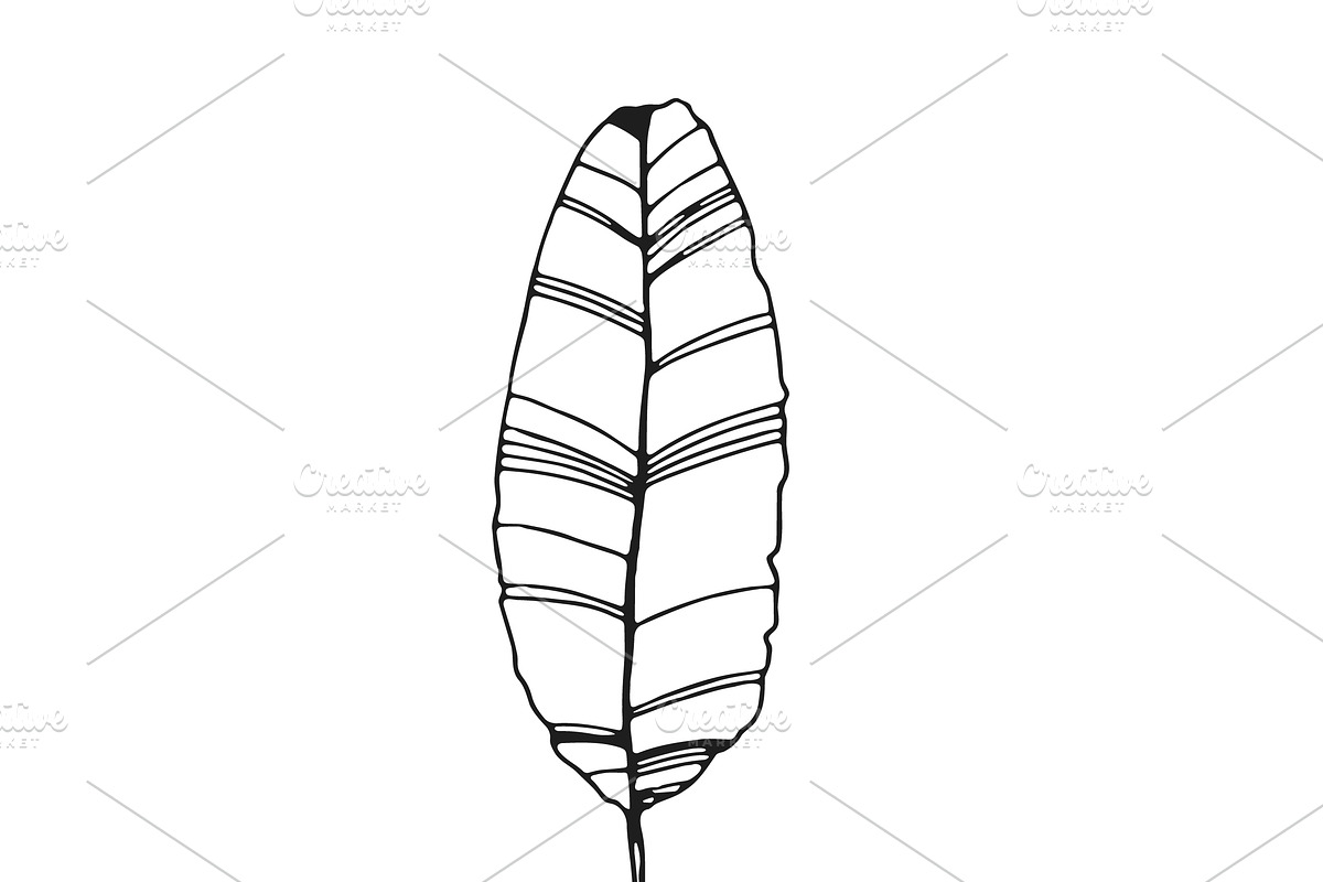 Palm Leaves svg, Botanical png, a Decorative Illustration by Watercolor_Vector Graphic (Photo 21 of 25)