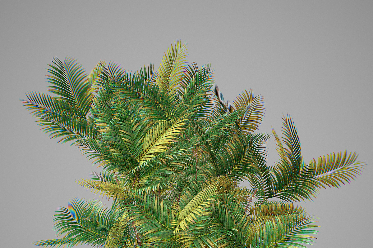 Pinanga coronata, an Environmental 3D Model by AndrewWhite (Photo 21 of 25)