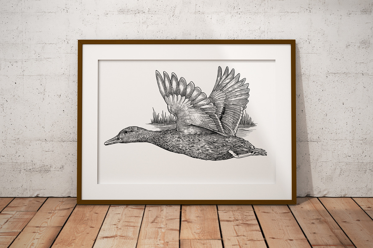 Hand Drawn Shorebirds Set, an Animal Illustration by Well Rock Designs (Photo 5 of 8)