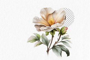 Neutral Flower Watercolor Clipart