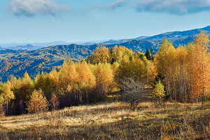 Autumn mountain forest, a Nature Photo by YuriyB