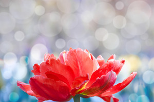 Beautiful red tulip