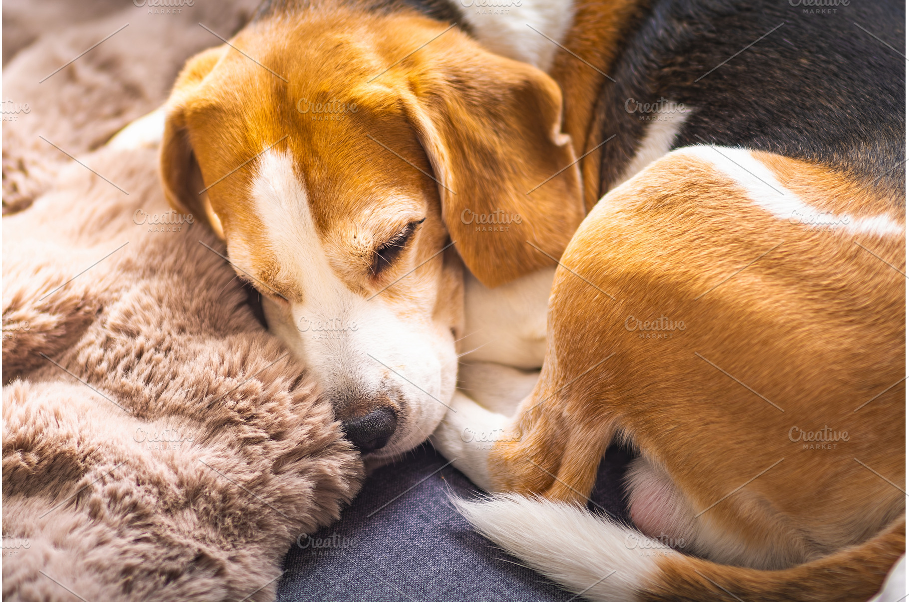 Two Beagles Sleeping on a Cozy, an Animal Photo by MadPhotos