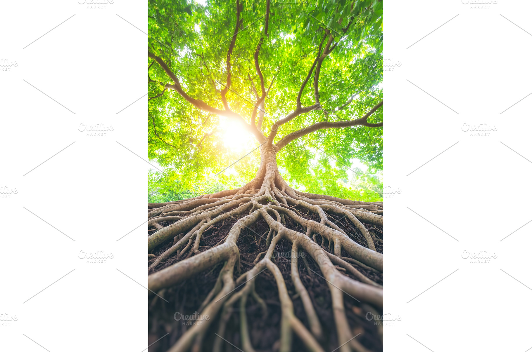 Majestic tree with exposed roots, a Nature Photo by Lermont51