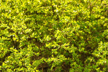 Full frame image of dense lime green shrub with young leaves in late spring or