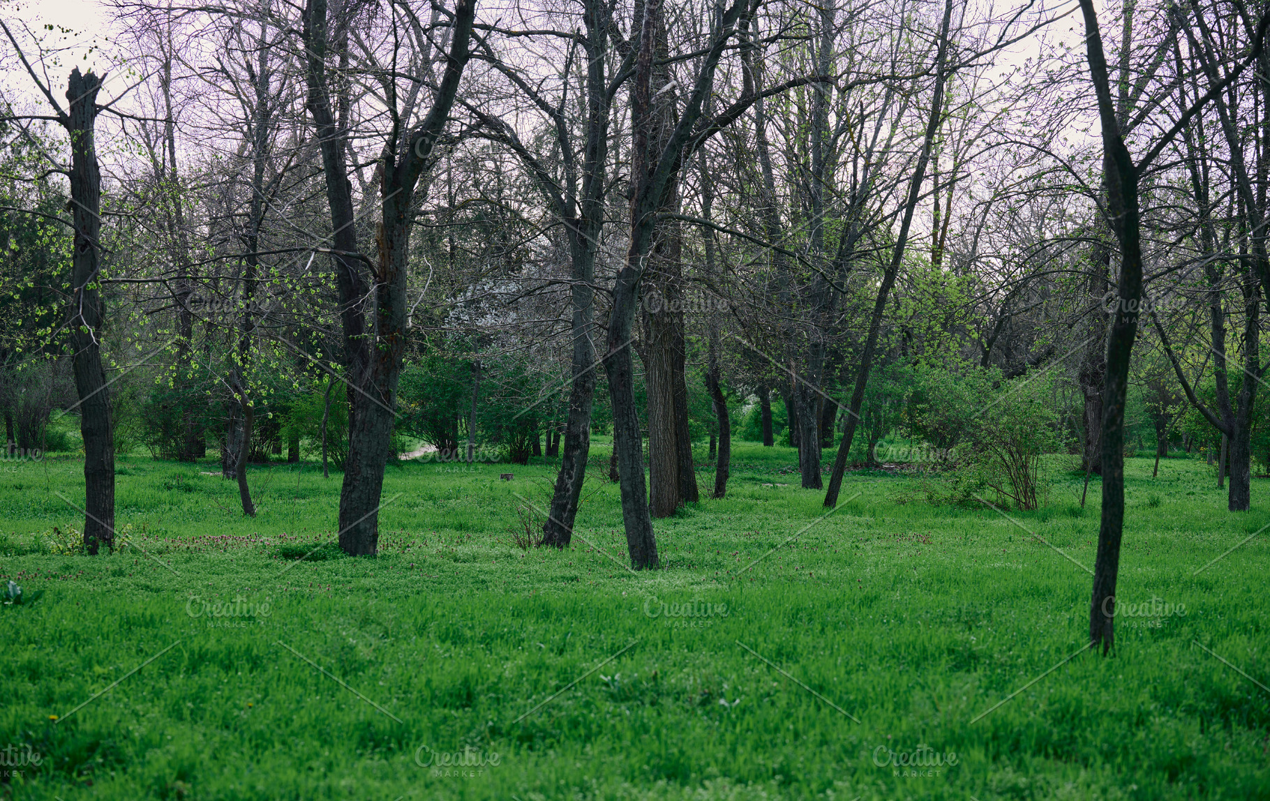 A spring park with tall, dark trees and a carpet of lush, bright, a Nature Photo by ndanko