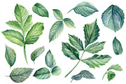 Delicate flowers, a Decorative Illustration by Hanna Hryharenka (Thumbnail 6 of 13)