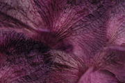 Forest Secrets Woodland Collection, a Pattern Graphic by Blixa 6 Studios (Thumbnail 5 of 5)