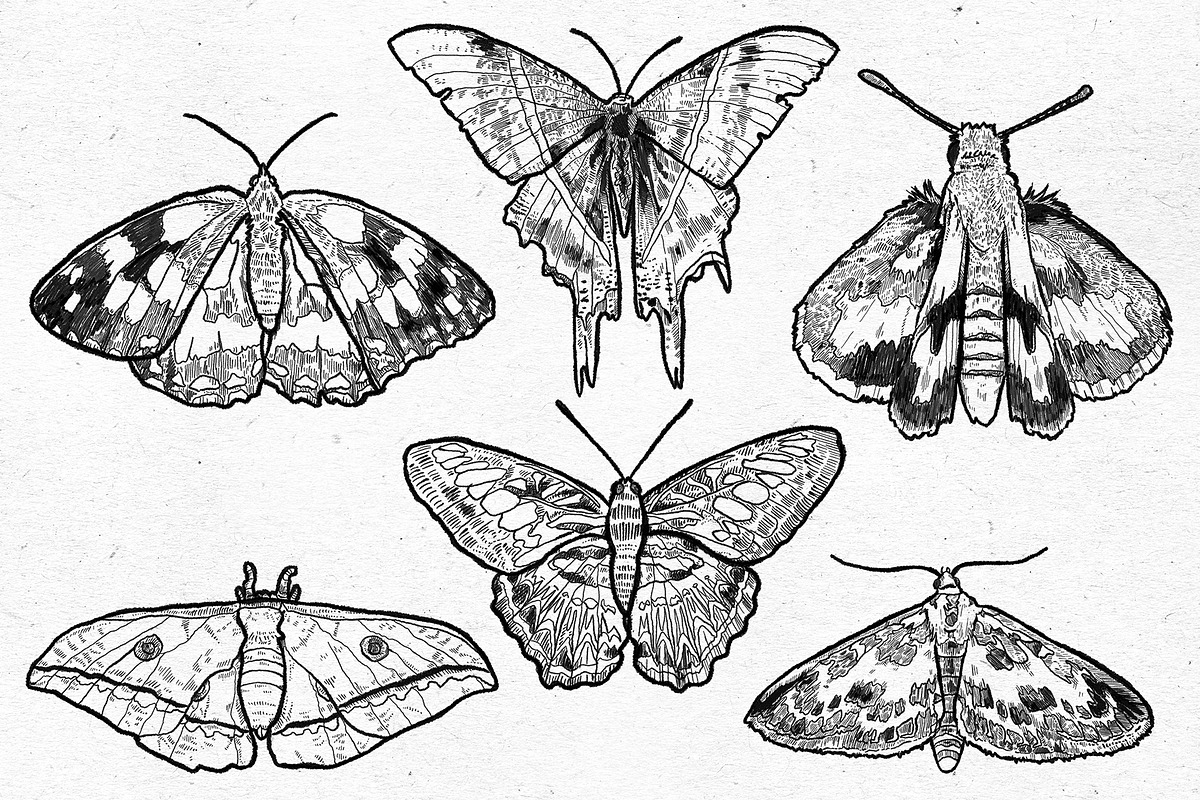 Moths Line Art Graphic Bundle, an Illustration by voidea (Photo 2 of 2)