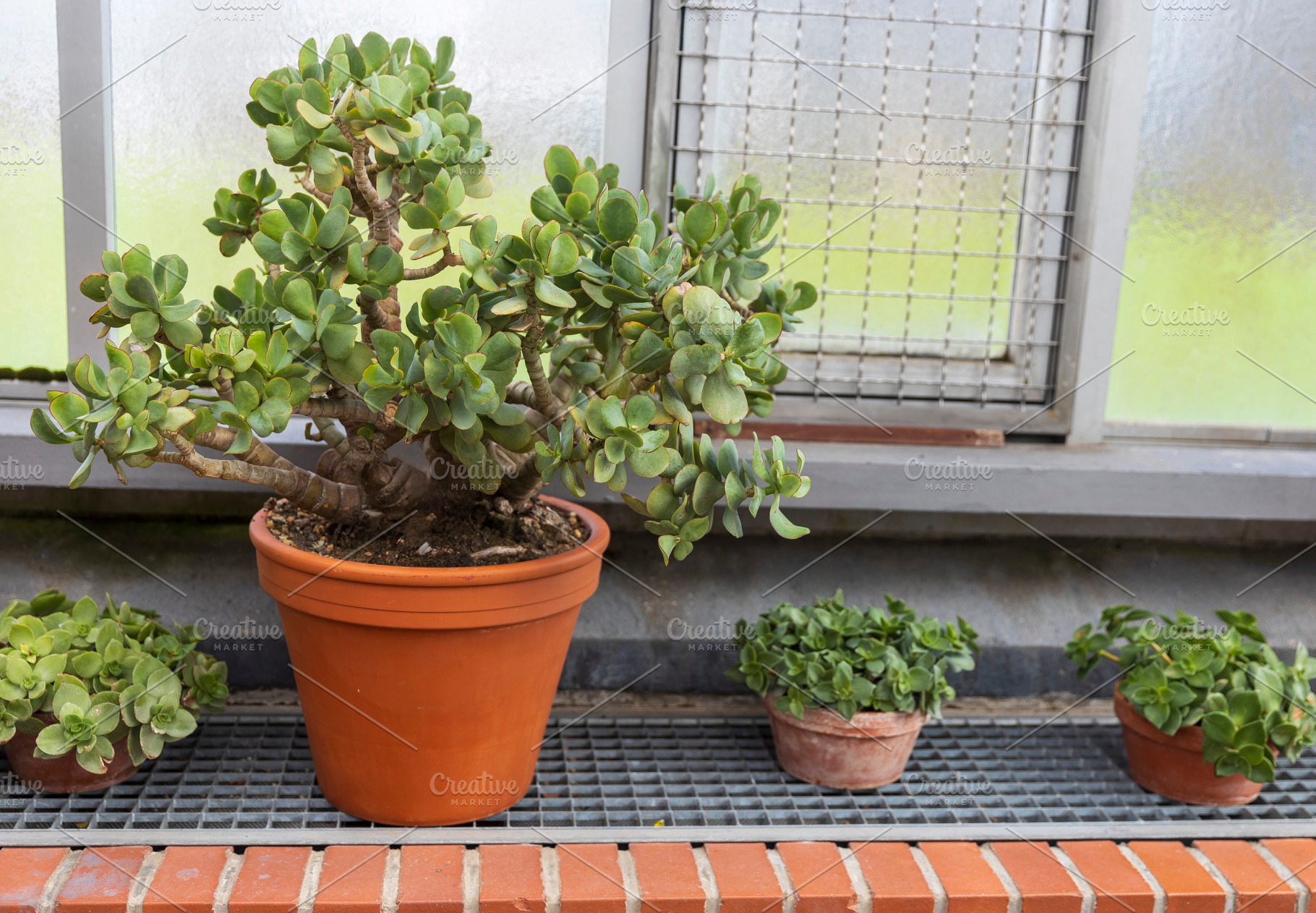 crassula arborescens, Jade plant, a Holiday Photo by Imaginarium