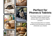 Cat Stock Photos Bundle, an Animal Photo by Selenique Studio (Thumbnail 5 of 12)