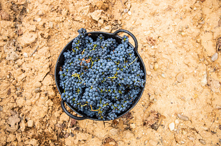 Basket of bunches of grapes featuring horizontal, occupation, and grape
