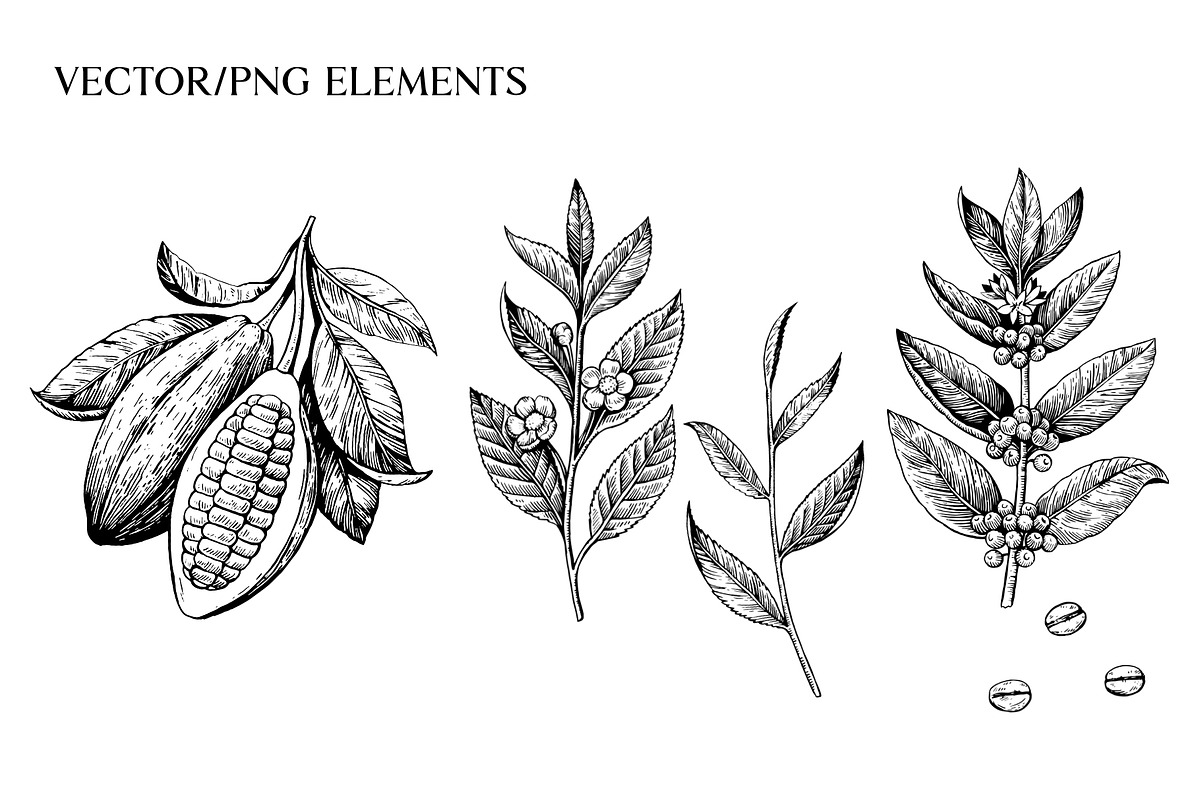 Cacao, tea and coffee illustrations, a Food Illustration by Robusta (Photo 3 of 7)
