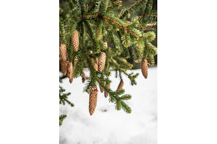 Fir tree branches with cones, a Nature Photo by Nature and travel