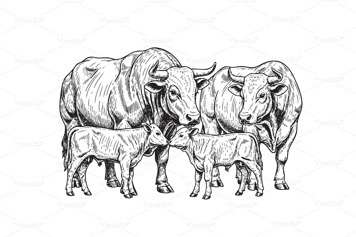 Vector cow family illustration, an Animal Illustration by yod67