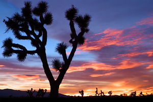 Mojave Joshua Tree Sunset