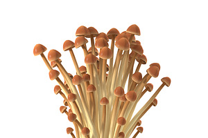 Brown Enoki Mushrooms