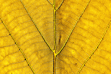 Yellow Leaf Background preview 6