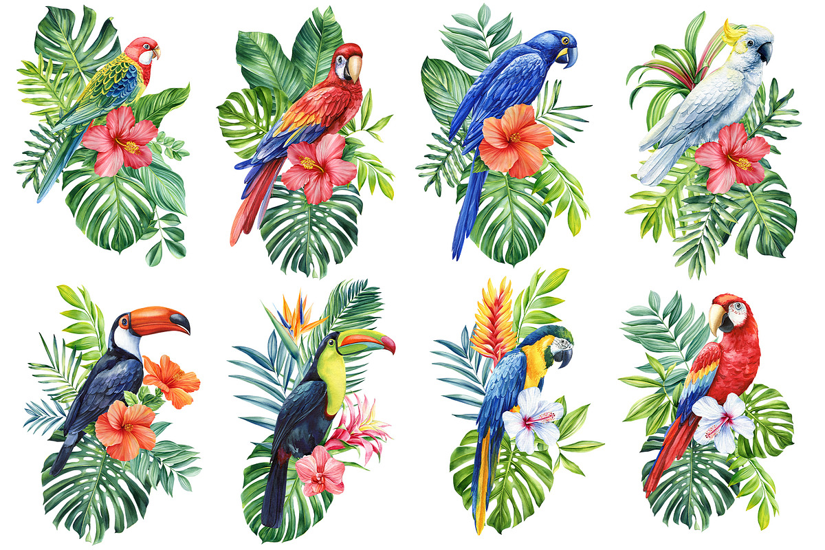 Tropical birds watercolor clipart, an Animal Illustration by Hanna Hryharenka (Photo 3 of 12)