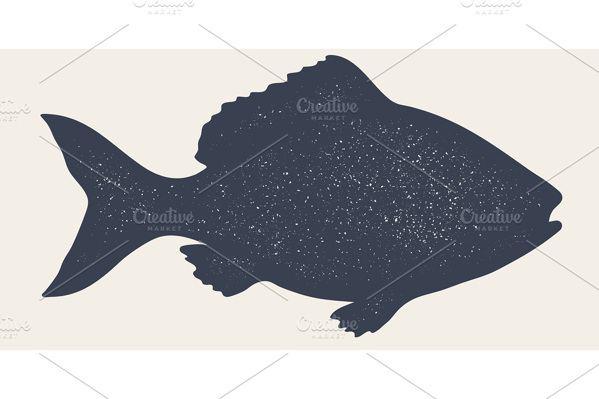 Gilt-head bream, fish, Dorado, an Animal Illustration by Foxys Graphic