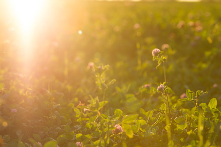 Clover field in the sun featuring nature, field, and grass, a Nature Photo by oleghz