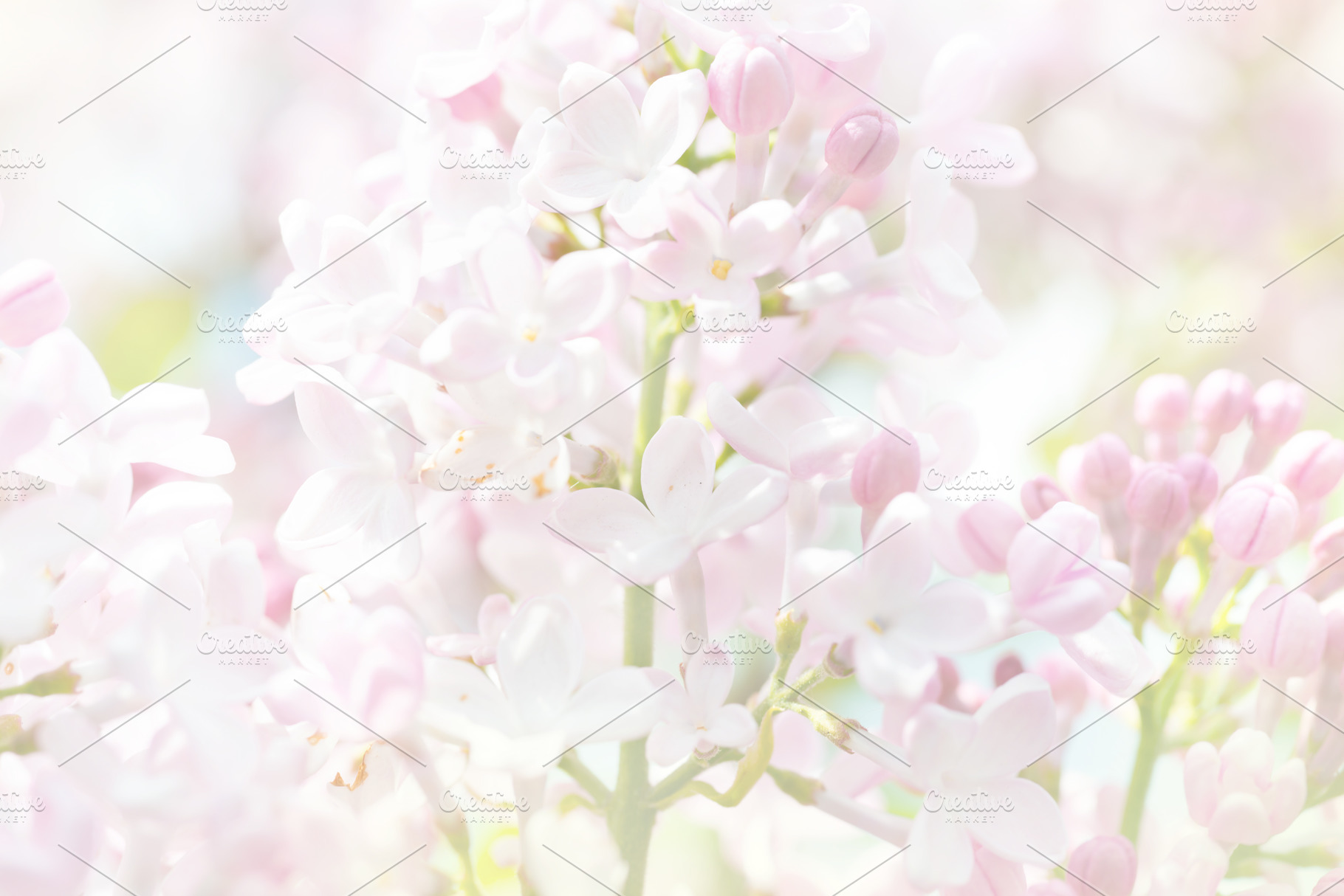 Lilac flowers, a Nature Photo by Vapi