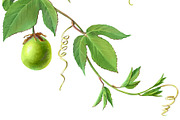 Passion Flower Pencil Illustration, an Illustration by Anna Repp Illustration (Thumbnail 4 of 7)