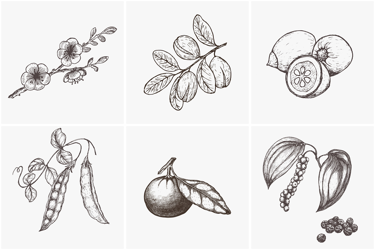 Hand drawn vector plants, a Food Illustration by SHom (Photo 6 of 17)