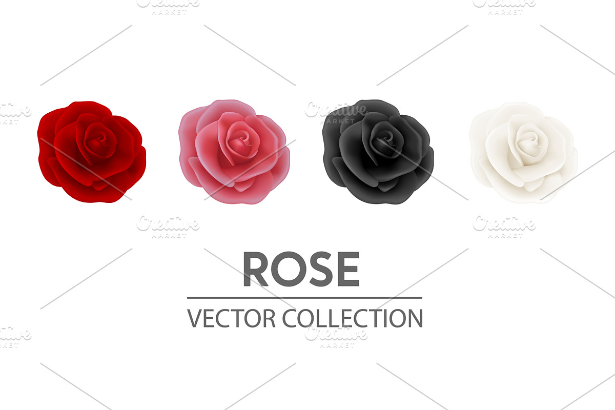 Rose. Vector Set., an Object Graphic by Gomolach (Photo 2 of 6)