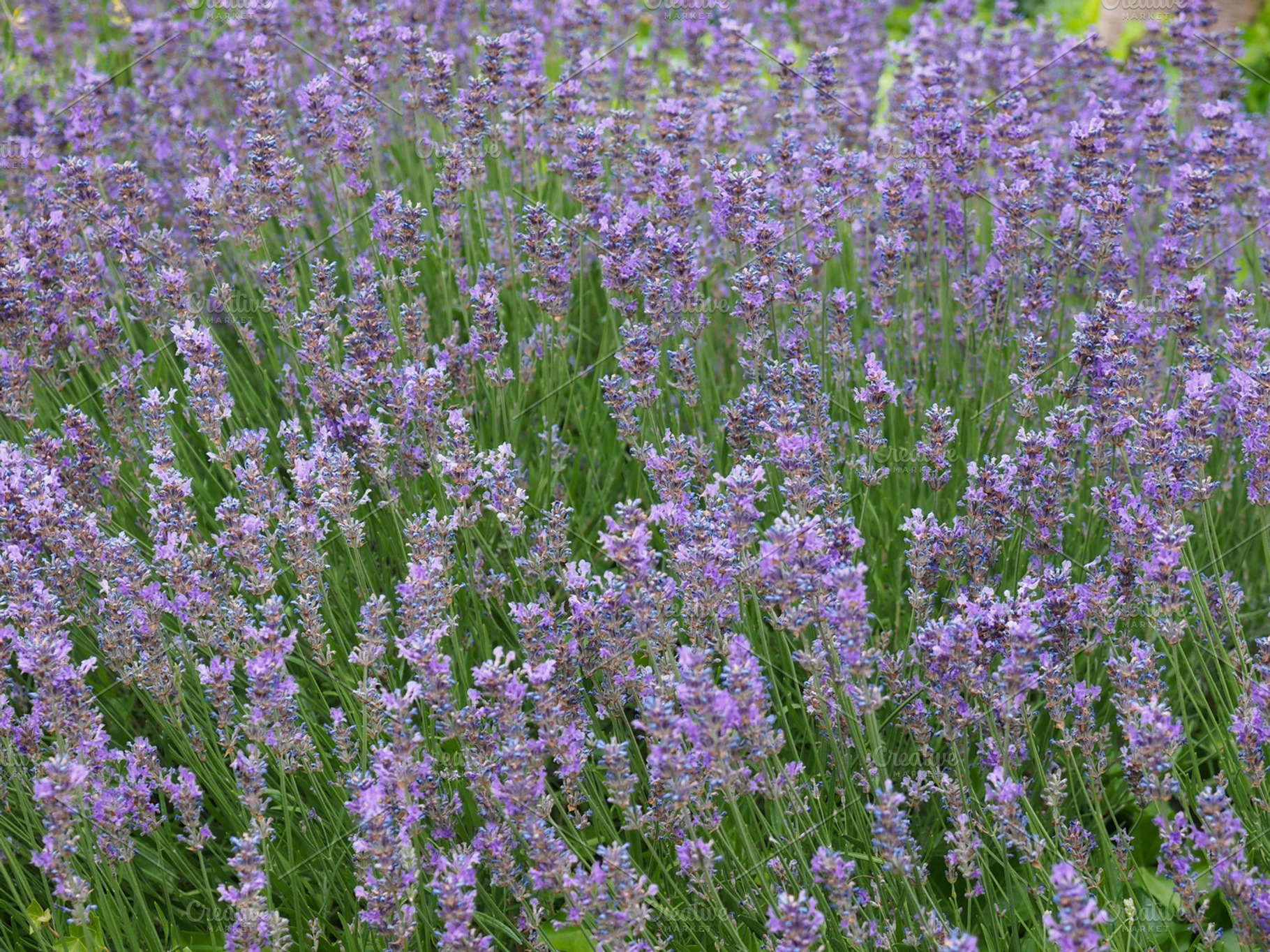 Lavender stock photo containing nature and plant