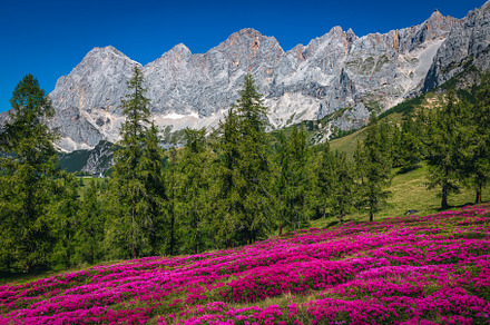 Blooming fragrant rhododendrons, a Nature Photo by Alpine Dreams