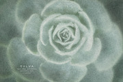 Sylva Textured Botanical Backgrounds, a Background Graphic by alonahaidash (Thumbnail 3 of 15)